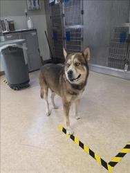 Shelter Stray Male Dog last seen , 957 N Gaffey St, San Pedro, CA 90731, USA