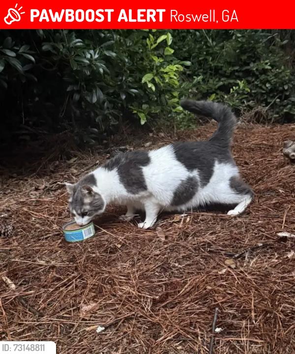 Lost Female Cat last seen gA-400, Roswell, GA 30076