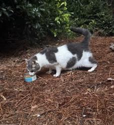 Lost Female Cat last seen gA-400, Roswell, GA 30076