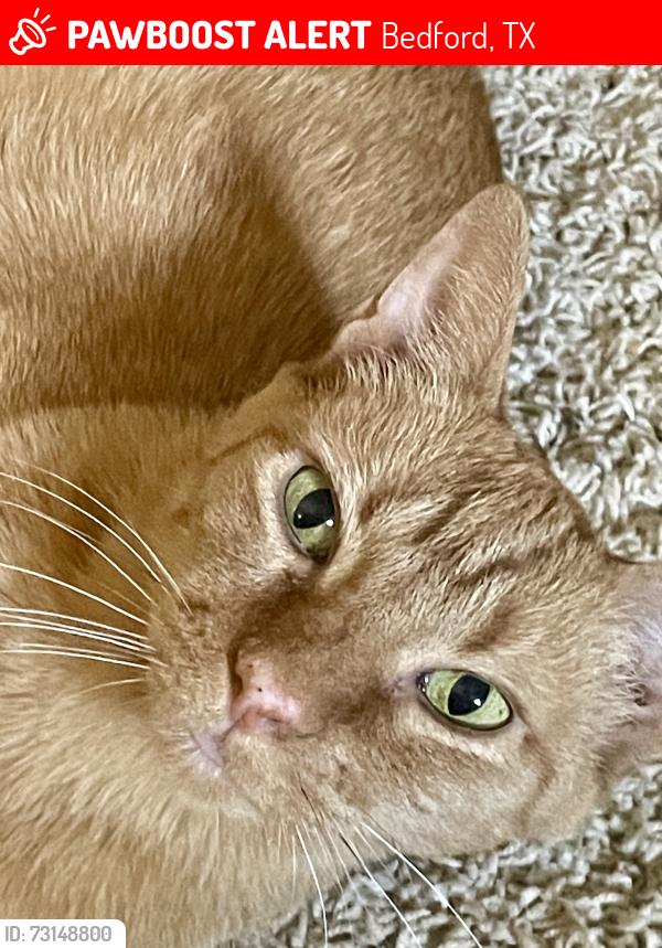 Lost Female Cat last seen Central Dr and Harwood Rd, Bedford, TX 76021