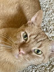 Lost Female Cat last seen Central Dr and Harwood Rd, Bedford, TX 76021