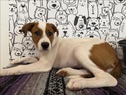 Shelter Stray Female Dog last seen , 957 N Gaffey St, San Pedro, CA 90731, USA