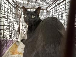 Shelter Stray Male Cat last seen , 957 N Gaffey St, San Pedro, CA 90731, USA