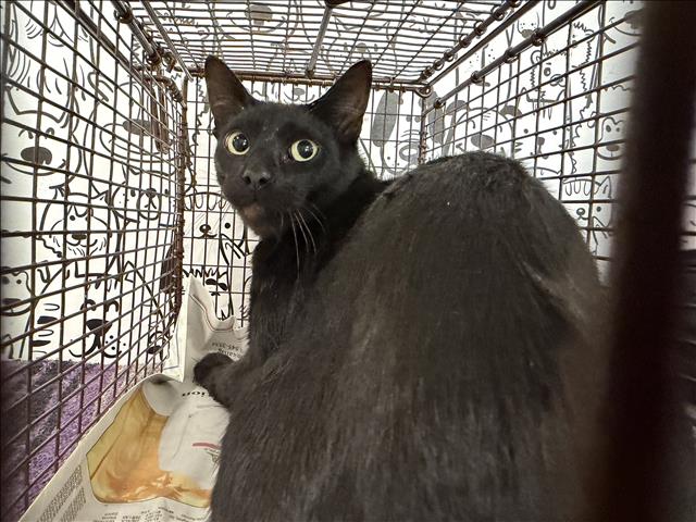 Shelter Removed Male Cat last seen , 957 N Gaffey St, San Pedro, CA 90731, USA