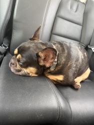 Reunited Male Dog last seen On Phelps road a little off 40 hwy, Independence, MO 64055
