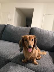 Reunited Male Dog last seen MLK AND CRAIG, North Las Vegas, NV 89032