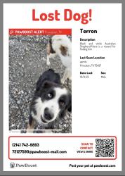 Reunited Male Dog last seen Wood St, Princeton, TX 75407, USA, Princeton, TX 75407