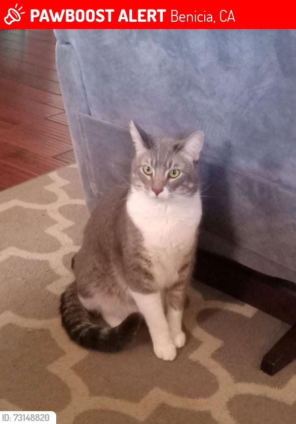 Lost Male Cat last seen Across the street from Taco Bell, Benicia, CA 94510