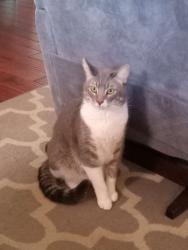 Lost Male Cat last seen Across the street from Taco Bell, Benicia, CA 94510