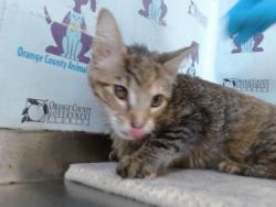Shelter Stray Female Cat last seen , 2769 Conroy Rd, Orlando, FL 32839, USA