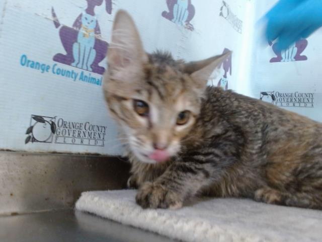 Shelter Stray Female Cat last seen , 2769 Conroy Rd, Orlando, FL 32839, USA