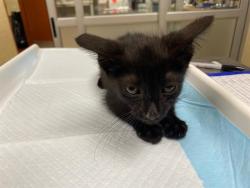 Shelter Stray Male Cat last seen , 3839 W Burnham St, West Milwaukee, WI 53215, USA