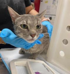 Shelter Stray Female Cat last seen , 3839 W Burnham St, West Milwaukee, WI 53215, USA