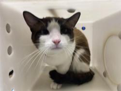 Shelter Stray Male Cat last seen Near BLOCK W NATIONAL AVE, 3839 W Burnham St, West Milwaukee, WI 53215, USA