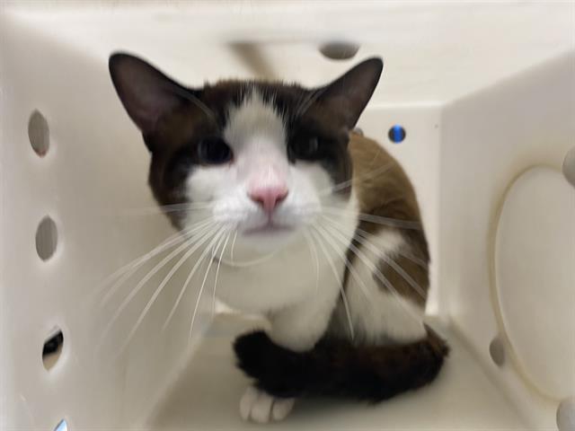 Shelter Stray Male Cat last seen Near BLOCK W NATIONAL AVE, 3839 W Burnham St, West Milwaukee, WI 53215, USA