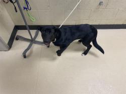 Shelter Stray Female Dog last seen Near BLOCK S 17TH ST, 3839 W Burnham St, West Milwaukee, WI 53215, USA
