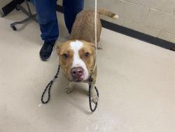 Shelter Stray Male Dog last seen Near BLOCK N 103RD ST, 3839 W Burnham St, West Milwaukee, WI 53215, USA