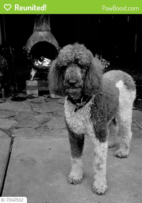 Reunited Male Dog last seen Gabriel Park, Portland, OR 97219