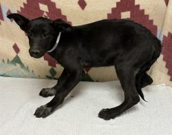 Shelter Stray Female Dog last seen , 38550 Sierra Hwy, Palmdale, CA 93550, USA