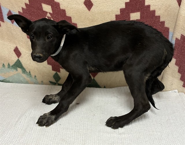 Shelter Stray Female Dog last seen , 38550 Sierra Hwy, Palmdale, CA 93550, USA