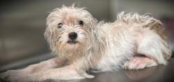 Shelter Stray Female Dog last seen , 3201 Lacy St, Los Angeles, CA 90031, USA