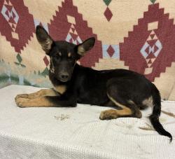 Shelter Stray Female Dog last seen , 38550 Sierra Hwy, Palmdale, CA 93550, USA