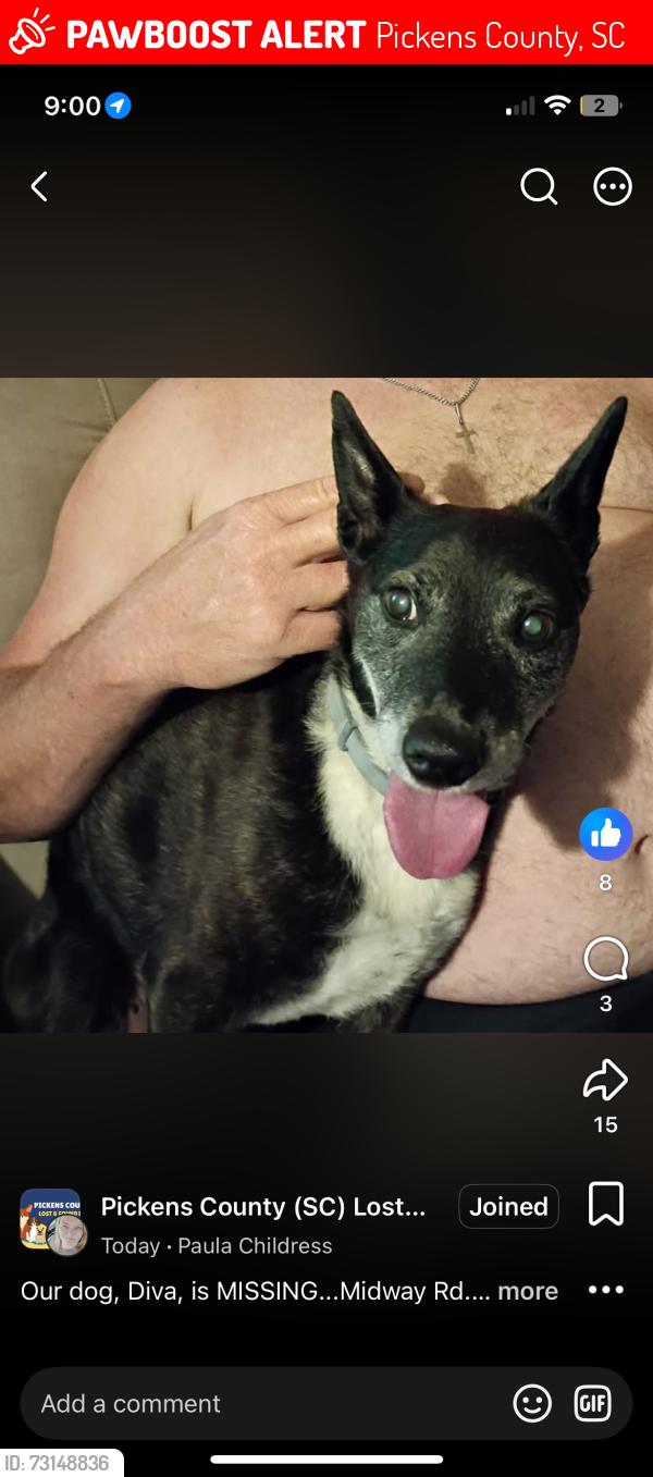 Lost Female Dog last seen Cove creek rd, Pickens County, SC 29671
