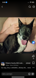 Lost Female Dog last seen Cove creek rd, Pickens County, SC 29671