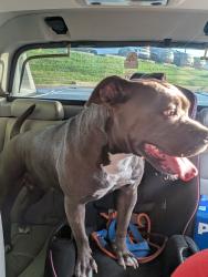 Found/Stray Female Dog last seen 15th and Washburn, Topeka, KS 66604