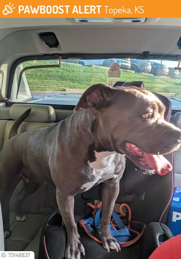 Found/Stray Female Dog last seen 15th and Washburn, Topeka, KS 66604