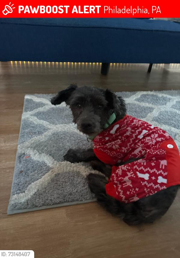 Lost Male Dog last seen 49th and Aspen Street, Philadelphia, PA 19139