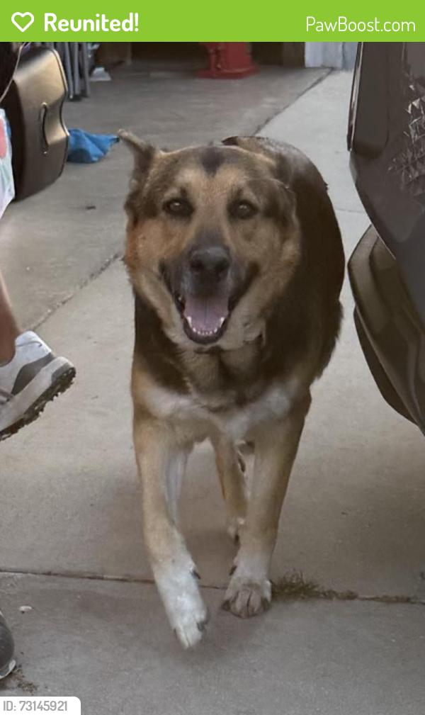 Reunited Female Dog last seen Park Ave and Curtis, Loma Linda, CA 92354