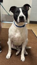 Shelter Stray Male Dog last seen Sycamore Island 39664 Ave 7 1/2, Madera County, CA, 205 Tozer St, Madera, CA 93638, USA