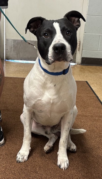 Shelter Stray Male Dog last seen Sycamore Island 39664 Ave 7 1/2, Madera County, CA, 205 Tozer St, Madera, CA 93638, USA