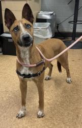 Shelter Stray Female Dog last seen Hwy 41 and Road 222, Madera County, CA, 205 Tozer St, Madera, CA 93638, USA