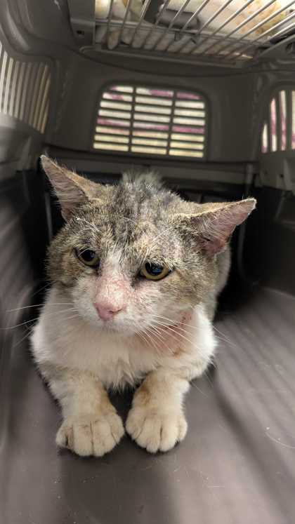 Shelter Stray Male Cat last seen Near Bristol Avenue, 64126, MO, 7077 Elmwood Ave, Kansas City, MO 64132, USA