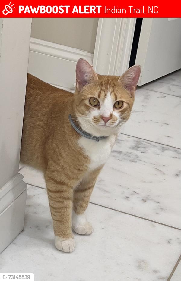 Lost Male Cat last seen Hollice Pl - Middleton Av, Indian Trail, NC 28104