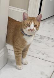 Lost Male Cat last seen Hollice Pl - Middleton Av, Indian Trail, NC 28104