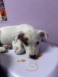 Shelter Stray Male Dog last seen Near RENE DR, COUNTY of El Paso, TX, 5001 Fred Wilson Ave, El Paso, TX 79906, USA