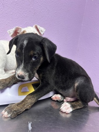 Shelter Stray Male Dog last seen Near RENE DR, COUNTY of El Paso, TX, 5001 Fred Wilson Ave, El Paso, TX 79906, USA
