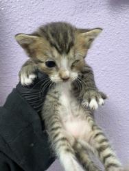 Shelter Stray Male Cat last seen Near Regulus 79924, CITY of El Paso, TX, 5001 Fred Wilson Ave, El Paso, TX 79906, USA