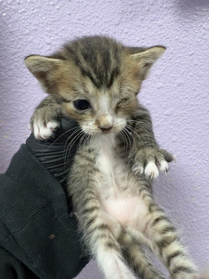 Shelter Stray Male Cat last seen Near Regulus 79924, CITY of El Paso, TX, 5001 Fred Wilson Ave, El Paso, TX 79906, USA