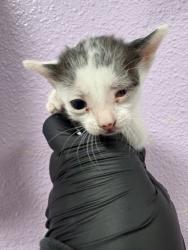 Shelter Stray Male Cat last seen Near Regulus 79924, CITY of El Paso, TX, 5001 Fred Wilson Ave, El Paso, TX 79906, USA