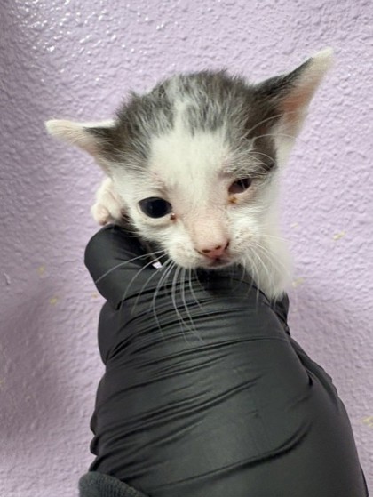Shelter Stray Male Cat last seen Near Regulus 79924, CITY of El Paso, TX, 5001 Fred Wilson Ave, El Paso, TX 79906, USA
