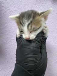 Shelter Stray Female Cat last seen Near Regulus 79924, CITY of El Paso, TX, 5001 Fred Wilson Ave, El Paso, TX 79906, USA