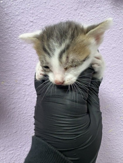 Shelter Stray Female Cat last seen Near Regulus 79924, CITY of El Paso, TX, 5001 Fred Wilson Ave, El Paso, TX 79906, USA