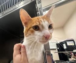 Shelter Stray Male Cat last seen Near Aviation Dr near Frameless glass, City of Georgetown, TX, 1855 SE Inner Loop, Georgetown, TX 78626, USA