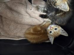 Shelter Stray Male Cat last seen Near KILGORE RD, Rancho Cordova, CA, 6201 Florin Perkins Rd, Sacramento, CA 95828, USA