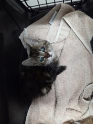 Shelter Stray Female Cat last seen Near KILGORE RD, Rancho Cordova, CA, 6201 Florin Perkins Rd, Sacramento, CA 95828, USA