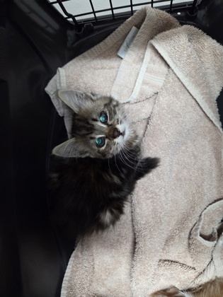 Shelter Stray Female Cat last seen Near KILGORE RD, Rancho Cordova, CA, 6201 Florin Perkins Rd, Sacramento, CA 95828, USA